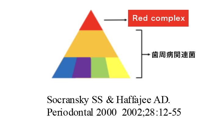 浜松市中区の歯周病・歯槽膿漏の原因菌について